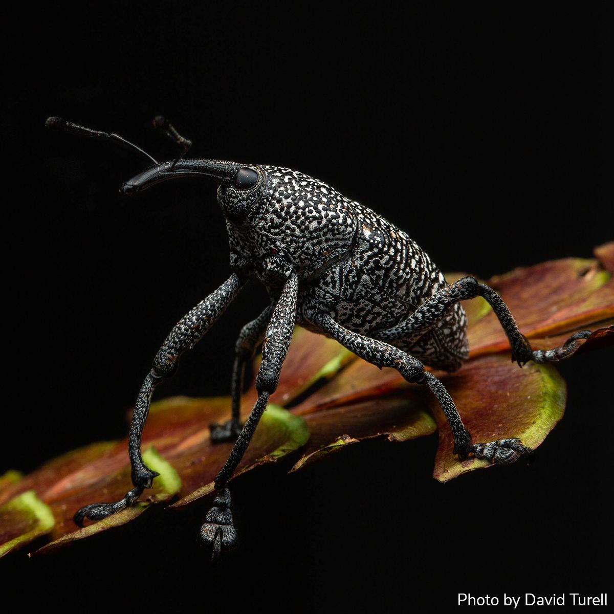 Arthropod Photo of the Week: April 9, 2025
Weevil
Cholus viduatus
Coleoptera: Curculionidae
By David Turell (davidturell.com/pix), New Hampshire, USA
#arthropodPOTW