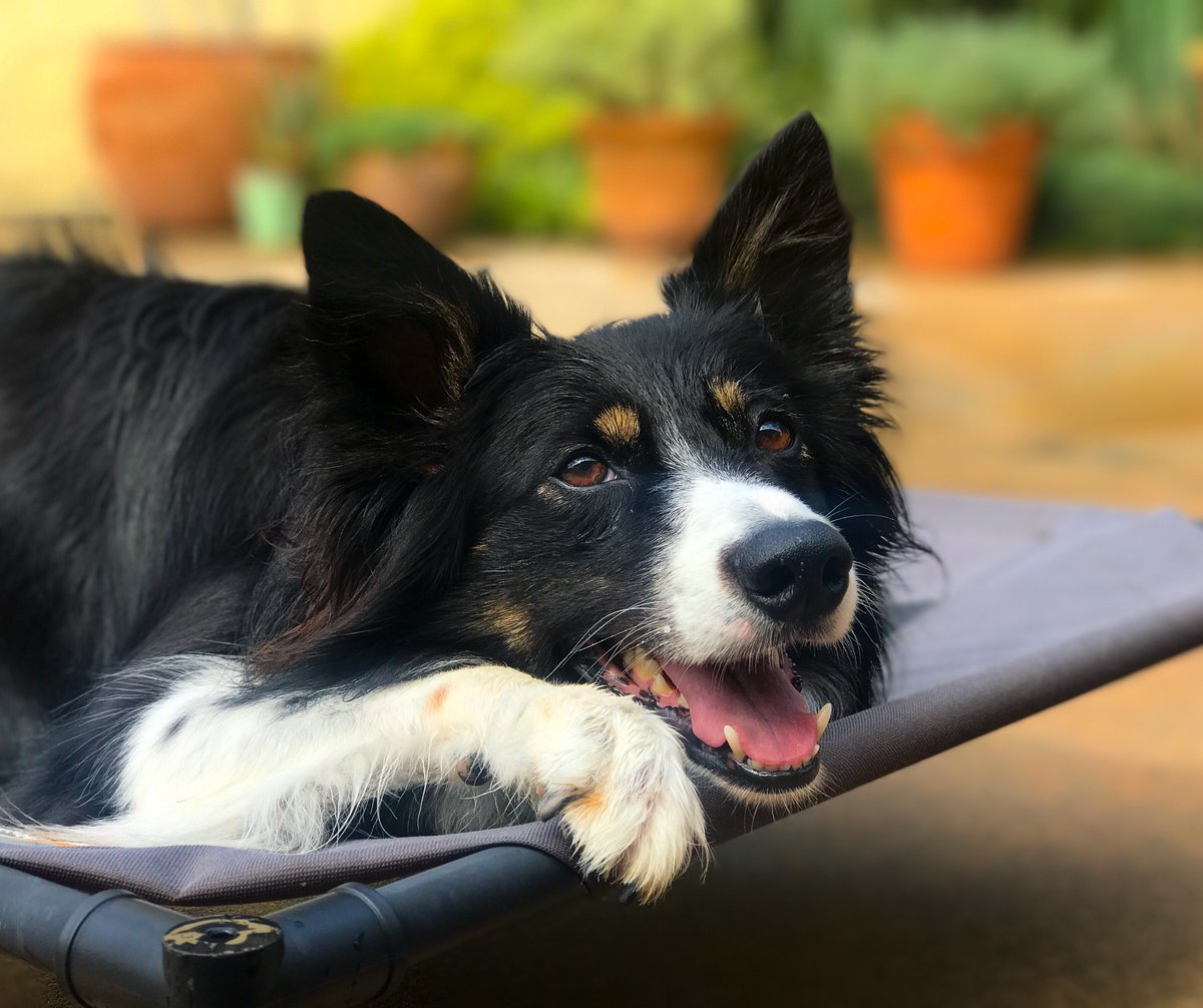 ArmorK9's tweet photo. Dog crate training struggles? We offer personalized programs using positive reinforcement to create a safe, happy space for your pup! #armork9 #professionaldogtrainer #professionaldogtraining #obedience #boardandtrain #privatetraining #personalprotectiondogs #policedogs https://t.co/8h8XaAncJ6