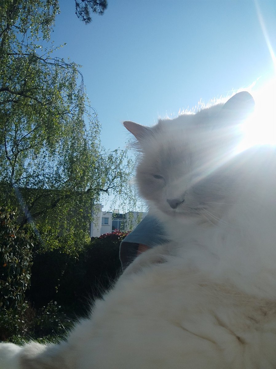 Riva_the_birman's tweet photo. Hi furriends !!🌞🌞🌞😻🌞🌞🌞 Afternoon #Hedgewatch .. believe me that we are far from the 17° that were expected by the official weather forecast ! The garden is very birdish and we saw a black cat and a ginger cat ! #weathercats #catsoftwitter #CatsOfX #CatsOnX #catsontwitter https://t.co/wggEIRRm4q