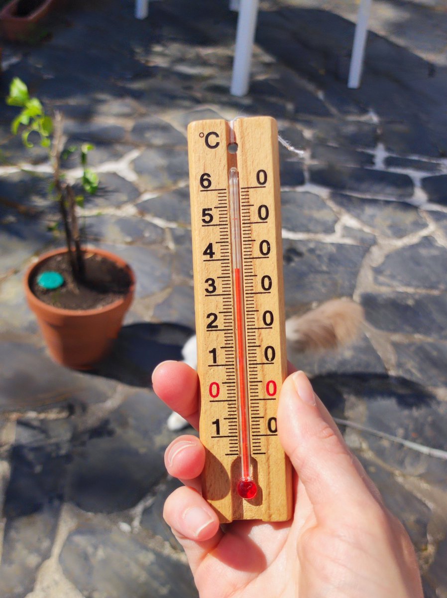 Riva_the_birman's tweet photo. Hi furriends !!🌞🌞🌞😻🌞🌞🌞 Afternoon #Hedgewatch .. believe me that we are far from the 17° that were expected by the official weather forecast ! The garden is very birdish and we saw a black cat and a ginger cat ! #weathercats #catsoftwitter #CatsOfX #CatsOnX #catsontwitter https://t.co/wggEIRRm4q
