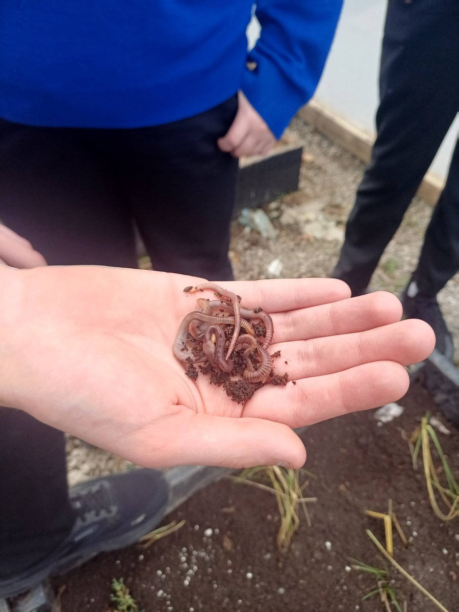 CalmastWIT's tweet photo. Best of luck to @ColaisteIosaef The Worm Academy representing @SETUIreland in University of Zadar Croatia 🇭🇷 for @EU_CONEXUS University to Schools International Final #ThinkSmartCreateGreen @SETU_President 🍀🇮🇪 https://t.co/rvqXYfrfYX