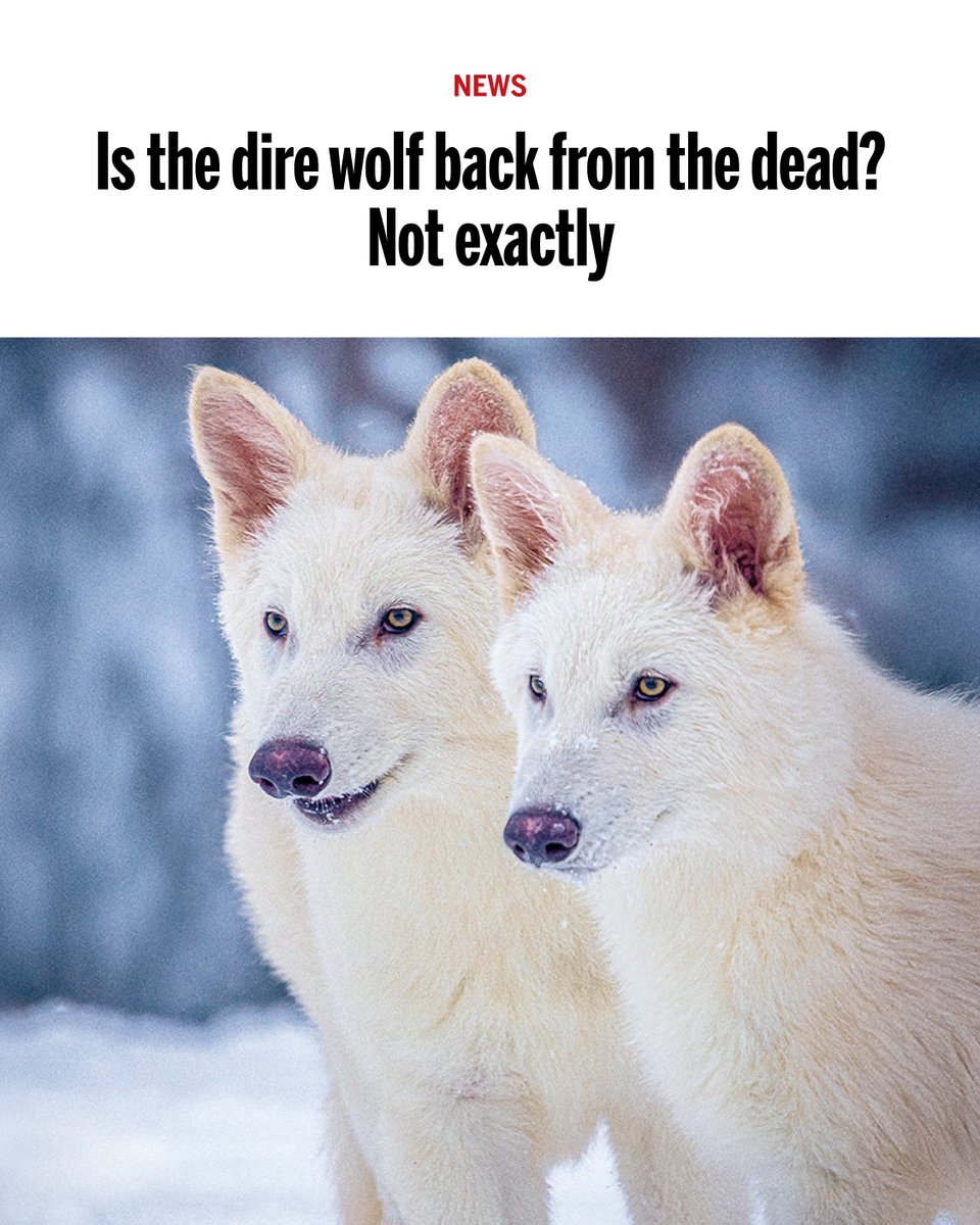 The biotech company Colossal Biosciences declared on Monday it had “resurrected” the dire wolf. 

The bold claim was immediately met with skepticism and outrage from scientists on social media. scim.ag/3Ge6RU9