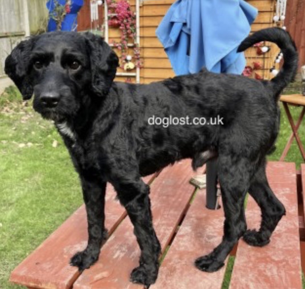 rosieDoc2's tweet photo. #SpanielHour 

MICKEY was #STOLEN
#CRN given 
Taken from home - seen getting put into car by a lady outside of #Costcutters #Pooltown #CH65 26.11.24 
Said to of handed into #Vets BUT MICKEY HAD NOT 😡
CHIPPED 

https://t.co/y4sIBvX3Ar

@RachaelB100 @BrendaBlethyn @pettheftaware https://t.co/P6uvWvfNDL