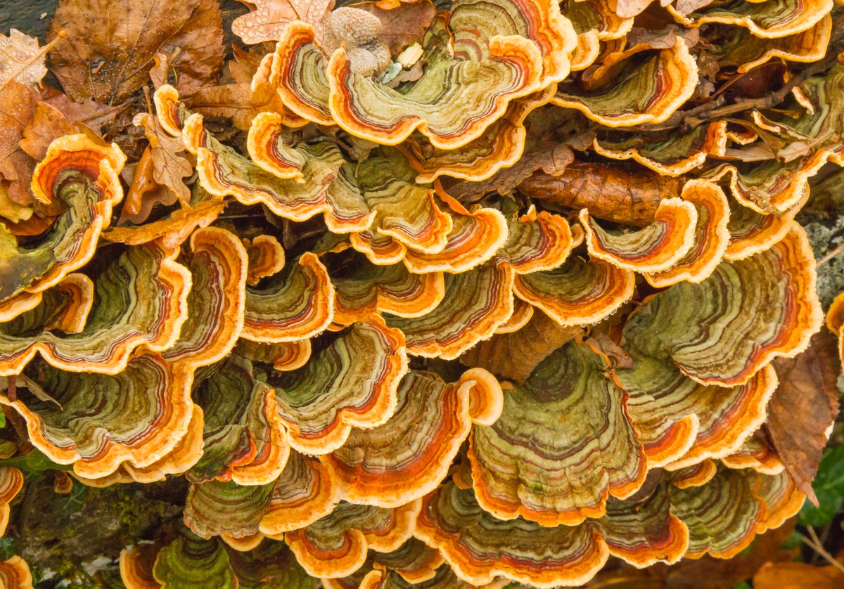 Can you guess what you're looking at? 👀

Listen to #CuriosityWeekly to hear all about whether concerns over #fungal influence on our brains are legitimate:  bit.ly/curiosityweekly 

Catch the 2nd season of #TheLastOfUs premiering April 13th on Max.

📷: Raymond Salmon
#fungus
