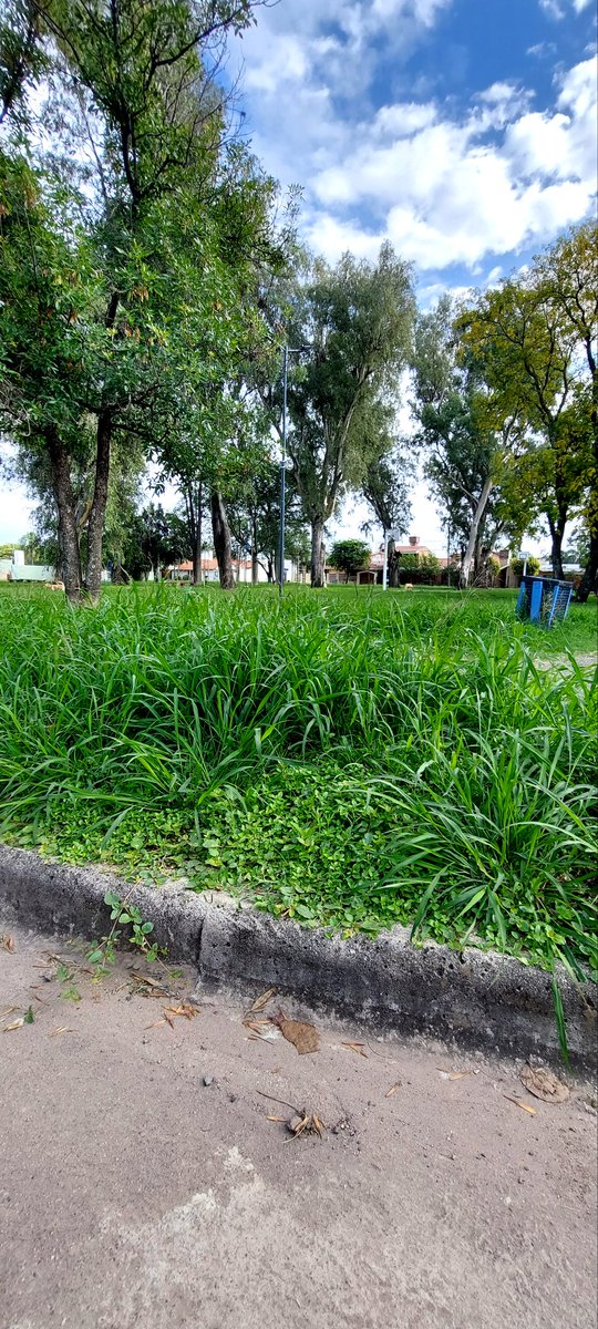 holajfernandez's tweet photo. #CordobaCapital La plaza de Villa Claret está abandonada, tapada de yuyos, juegos y bancos rotos, papeleros repletos de basura. Y, para cuando? Rec 8326445 @CordobaOyS @MuniCba @PasseriniOk @ReclamanteCba https://t.co/w883fswfTp
