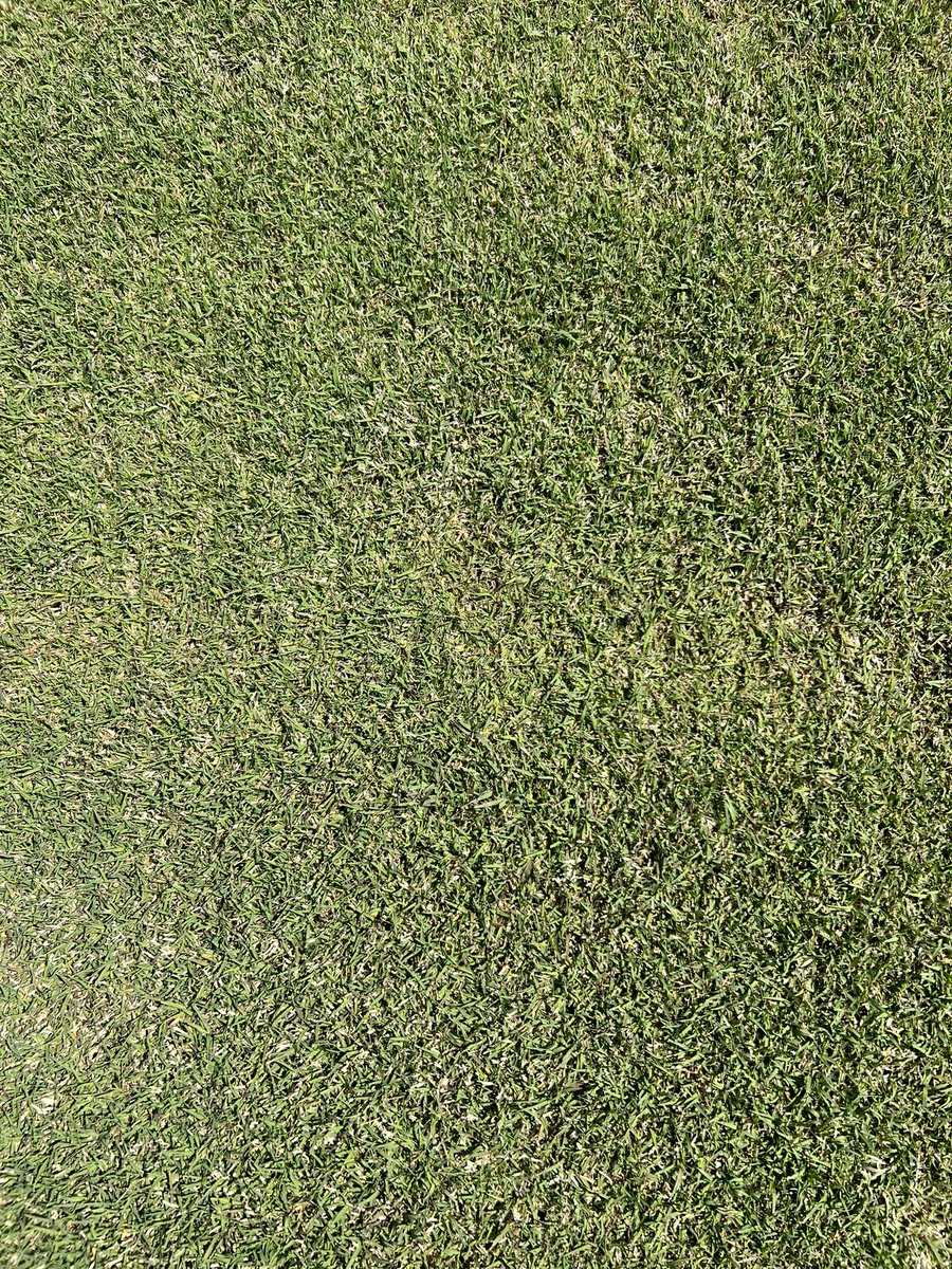 After 5 straight days of rain and past couple night temps in high 30’s, this <a href="/Tahoma31Bermuda/">Tahoma 31</a>-on-plastic is showing its strength and durability! <a href="/winsteadturf/">Doug Estes</a> <a href="/FieldExperts/">SFMA</a> #SodOnPlastic #💯SandBase #nofilter #RaiseYourStandard
