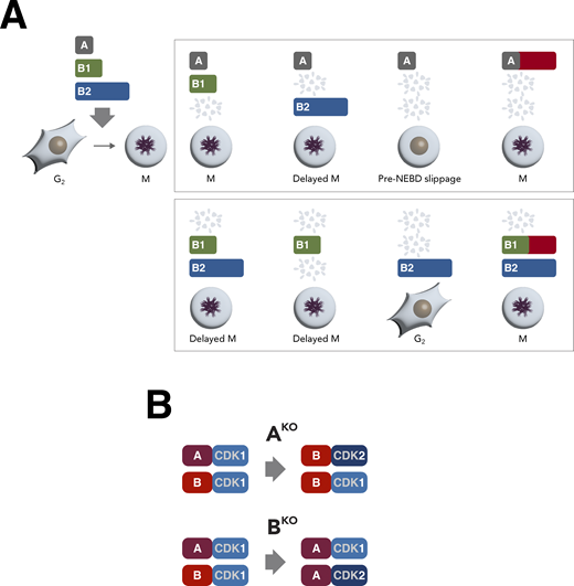 JCellBiol's tweet photo. Crncec et al reveal that mitotic cyclins’ roles are more flexible than previously thought. Deficiency of B-type #cyclins inhibits mitotic entry and causes mitotic slippage. But elevating cyclin A levels can restore #mitosis independently of B-type cyclins https://t.co/ttMS81Q9RW https://t.co/QC4cQbSmNC