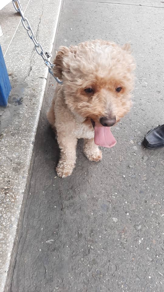 yaracalcagno's tweet photo. Difundo. Este hermoso peludito se perdió en Baruta. Por favor ayúdame a difundir la información para que regrese a su hogar. La Sra. Mirna lo tiene resguardado. Número contacto 04242930154 https://t.co/i9rU9cvuzU
