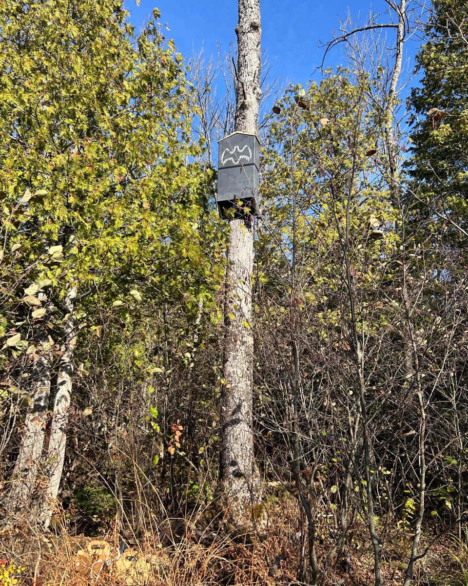 magwlt's tweet photo. 🌿🐾 It’s National Wildlife Week! 🐾🌿 This week, we celebrate the incredible diversity of wildlife that calls Canada home — from loons on the lake to bats in the forest, and all the hidden lives in between. #NationalWildlifeWeek #MWLT #MagnetawanWatershed #WildlifeConservation https://t.co/PYxYTCAkdK
