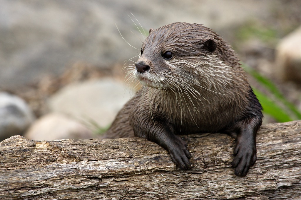 NationalZoo's tweet photo. They're playful, social and otter-ly adorable — meet the Asian small-clawed otter! 🦦 
 
Asian small-clawed otters have flexible paws with short nails on their fingers. Their nails aren't the only thing that makes them tiny — the small-clawed otter is the smallest otter species, weighing between 4 to 10 lbs and reaching 2 to 3 feet long. 
 
The species is also incredibly social, often living in extended family groups of up to 20 otters! The family ties are quite strong, with older otters assisting in rearing their younger siblings.
 
Unfortunately, the cute and charming personalities of small-clawed otters put them at risk of illegal capture for the exotic wildlife trade. But make no mistake: small-clawed otters don't make good pets. Their specialized needs and social lifestyles mean they don't thrive in human care outside of facilities like accredited zoos and wildlife rehabilitation centers.
 
Stop in to see the Asian small-clawed otters during your next visit to the Zoo or check out https://t.co/WIYaEHTmpg to learn more!

Photo credit: Meghan Murphy/Smithsonian