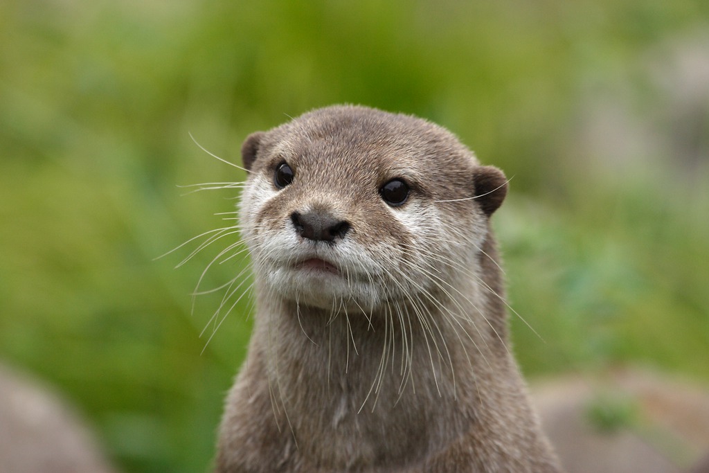 NationalZoo's tweet photo. They're playful, social and otter-ly adorable — meet the Asian small-clawed otter! 🦦 
 
Asian small-clawed otters have flexible paws with short nails on their fingers. Their nails aren't the only thing that makes them tiny — the small-clawed otter is the smallest otter species, weighing between 4 to 10 lbs and reaching 2 to 3 feet long. 
 
The species is also incredibly social, often living in extended family groups of up to 20 otters! The family ties are quite strong, with older otters assisting in rearing their younger siblings.
 
Unfortunately, the cute and charming personalities of small-clawed otters put them at risk of illegal capture for the exotic wildlife trade. But make no mistake: small-clawed otters don't make good pets. Their specialized needs and social lifestyles mean they don't thrive in human care outside of facilities like accredited zoos and wildlife rehabilitation centers.
 
Stop in to see the Asian small-clawed otters during your next visit to the Zoo or check out https://t.co/WIYaEHTmpg to learn more!

Photo credit: Meghan Murphy/Smithsonian