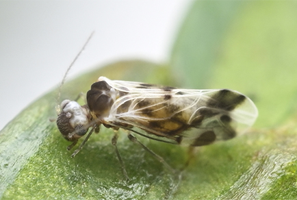 Zootaxa's tweet photo. A review of the bark louse genus Cycloperipsocus Li, 1993 (#Psocodea: #Peripsocidae) with description of five #newspecies
#taxonomy
https://t.co/KY1Bowswz0 https://t.co/9yn7Uf9eXM