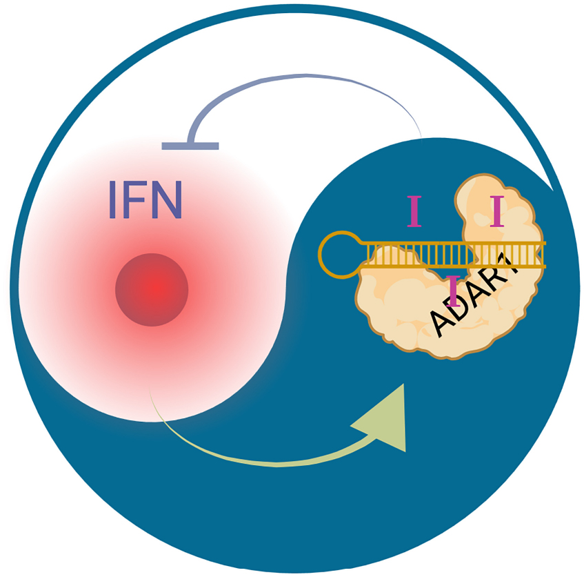 Adenosine-to-inosine RNA editing by ADARs, first discovered in the 1980s, plays a complex role in disease. This #RNASpecialIssue review explores current knowledge, therapeutic potential, and key unanswered questions. bit.ly/3F3Vqy1