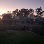 Photo by Country Bumpkins (@AussieDexters)