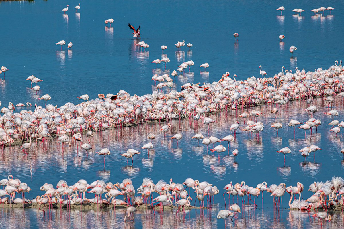 nanyfotografia's tweet photo. Flamencos 🦩

📍𝓛𝓪𝓰𝓾𝓷𝓪 𝓭𝓮 𝓕𝓾𝓮𝓷𝓽𝓮 𝓟𝓲𝓮𝓭𝓻𝓪📍

La primavera y el principio del verano, durante la época de reproducción y cría, el mejor momento para observar a los flamencos.
Gracias a las lluvias de marzo se están instalando. https://t.co/cvirdxJ8pL