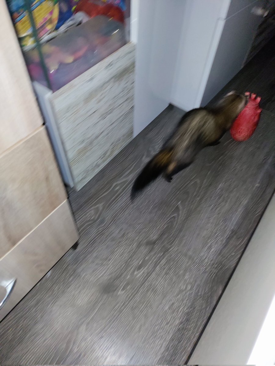 Hitoky_78's tweet image. Ah, yes, ferrets
Lovely creatures