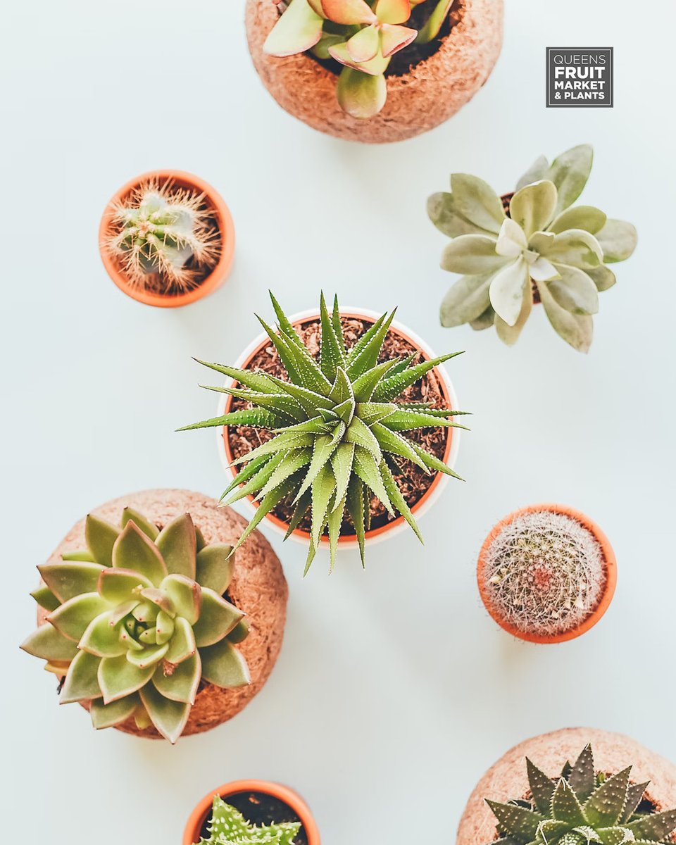 annie__plants's tweet photo. There’s never a bad time to own a cactus or a succulent!

We have lots in stock of all sizes to fit your space perfectly, no matter how big or small it is.

Visit us to buy yours!
–
564 Queen St W | #Toronto #YYZ https://t.co/bs8un1mYrf
