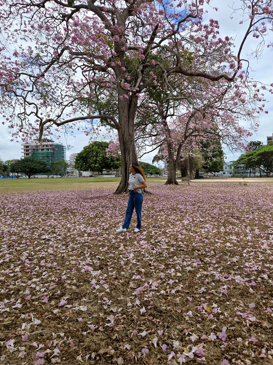 karina_ashleigh's tweet photo. Go where you feel most alive. ๐ธ๐น๐น #poui #pouiseason #nature #trinidad https://t.co/UxI4XdikR4