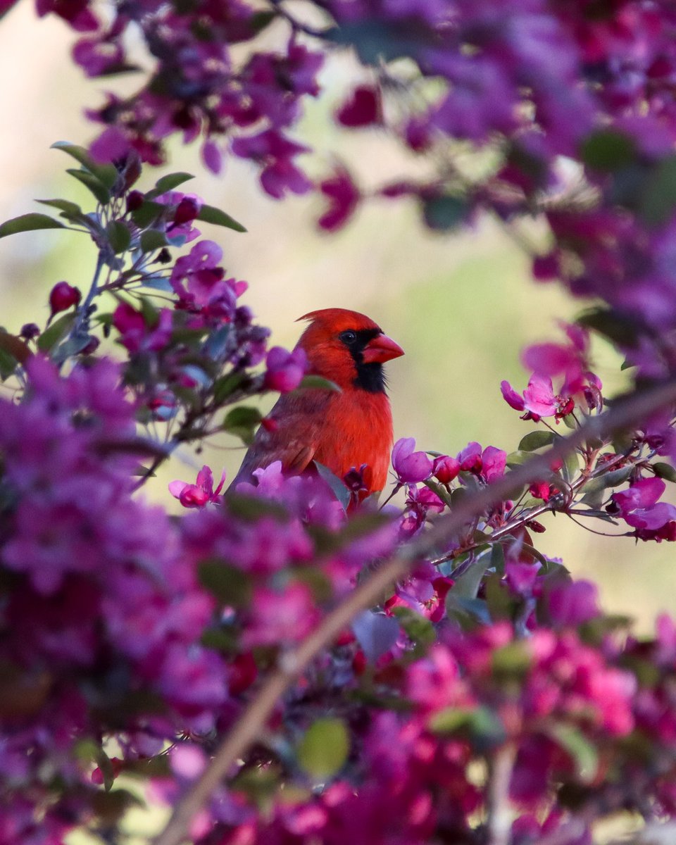 weareFLX's tweet photo. Signs of spring at Highland Park 🌸 This cardinal knows the best spots in Rochester!

📷: @elisabeth_outhiking
@highlandparkconservancy

#weareflx #flx #fingerlakes #fingerlakesny #iloveny #flxperience #newyorkexplored #exploreny #optoutside #upstateny #flxoutdoors #nylovessping https://t.co/oIHhCqd05B