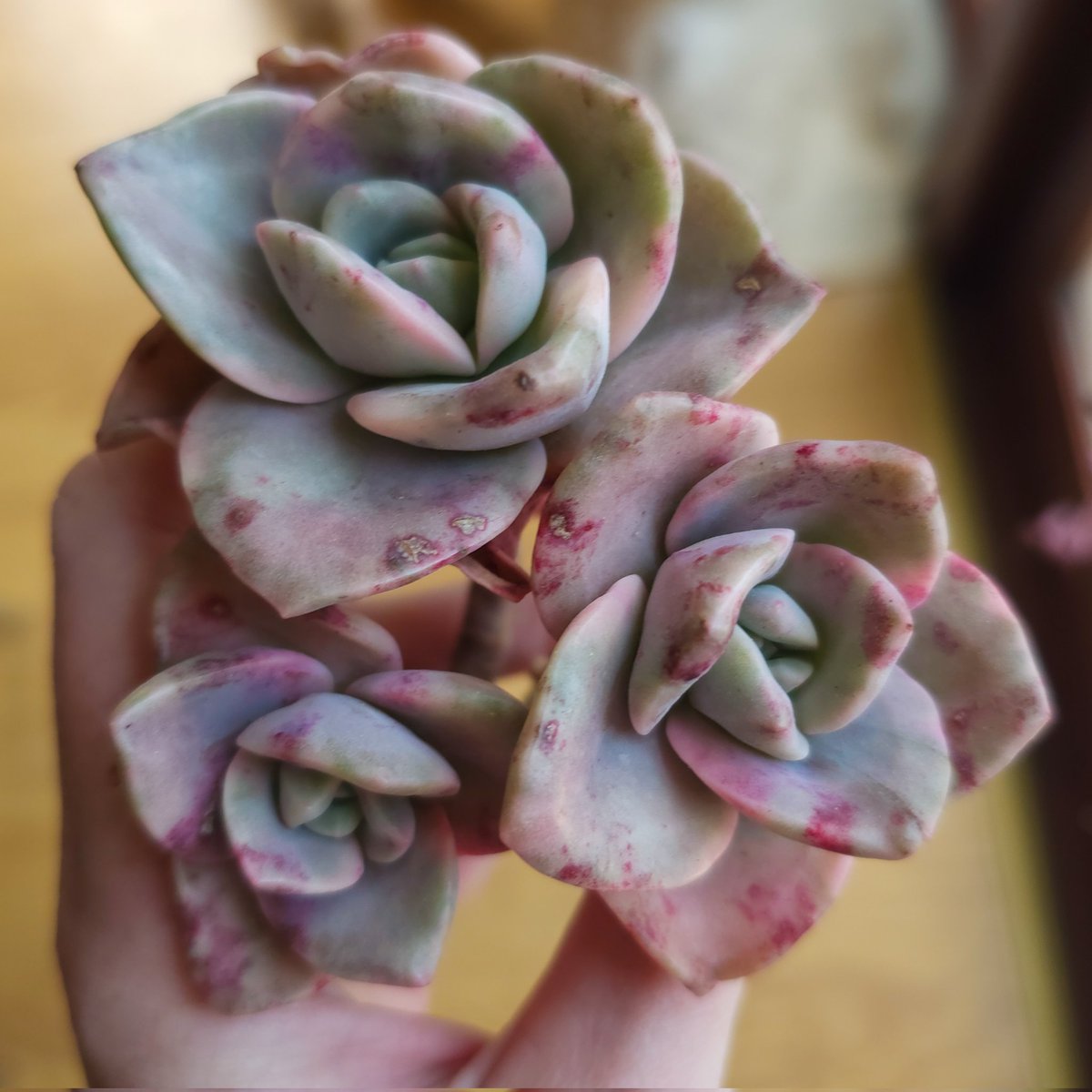 char_bone's tweet image. Newest beauties 😍