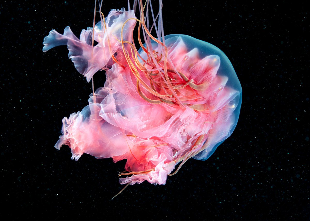 Beautiful young Cyanea capillata jellyfish in the cold dark waters of the White sea.