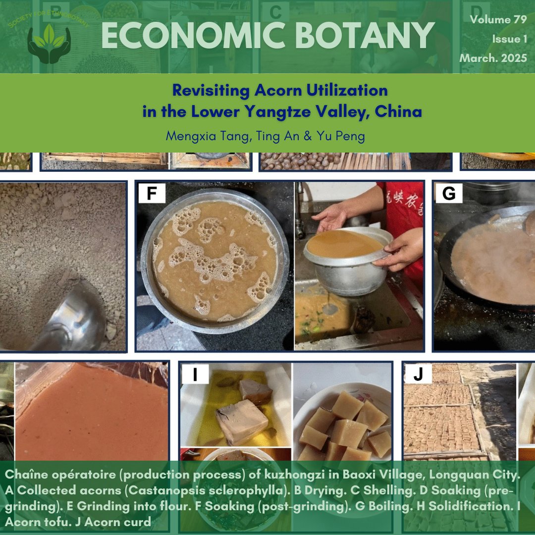 Check out the latest Economic Botany article, "Revisiting Acorn Utilization in the Lower Yangtze Valley, China"!
Access this article and many more at ethnobotany.org
#sebotany #ethnobotany #acorns