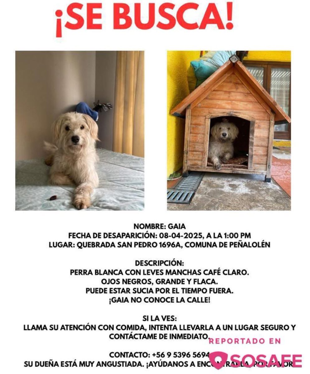 Difundo: pérdida en la quebrada san Pedro con Grecia #peñalolen si la ve retener y llamar al número de contacto rt
