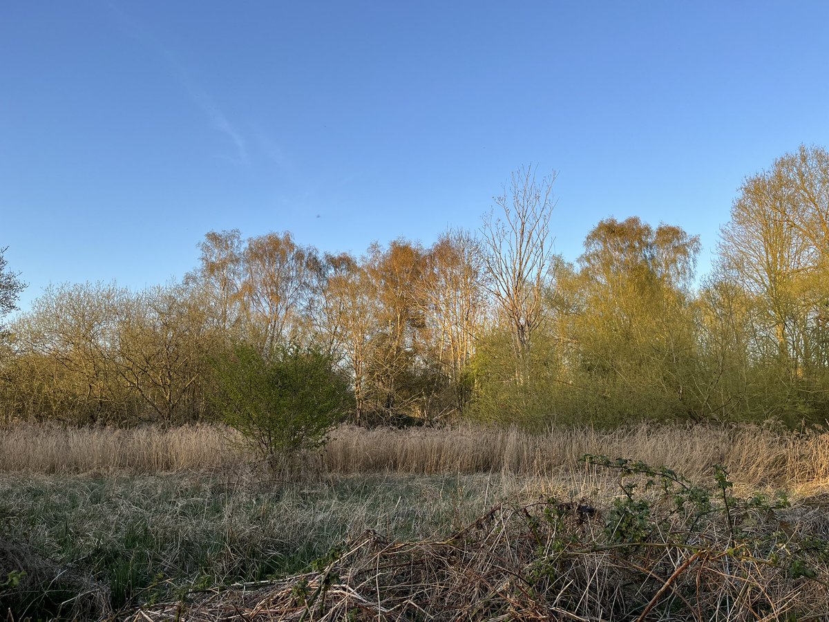 Amwell Pits 17.45-19.30
Sheepcote:
Glimpsed the R/N Grebe🙄
G/Hardmead: 
5 LRP (very noisy &amp; territorial!), Com Sand, 7+ Snipe, pr Oystercatcher, 3 R/C Pochard (2m1f), 20 Pochard (17m), 13 Shoveler, 11 Teal (no Smew)
Tumbling Bay:
2 Swallow, 10 H/Martin, 90 S/Martin
<a href="/Hertsbirds/">Herts Bird News</a>