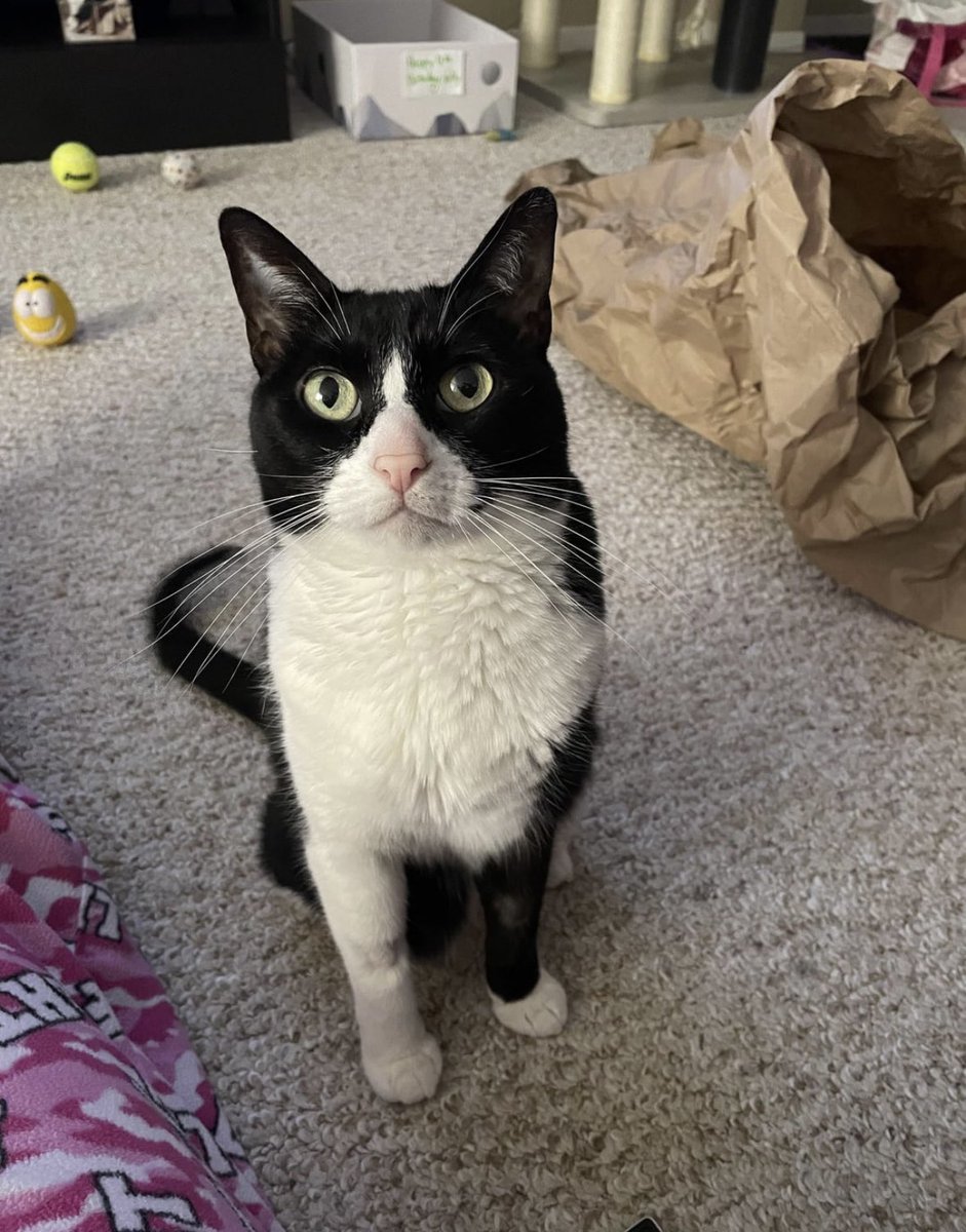 konsultaz's tweet photo. she always comes up to me while I’m working to say hi 🥹 https://t.co/z1d9LvoMQz