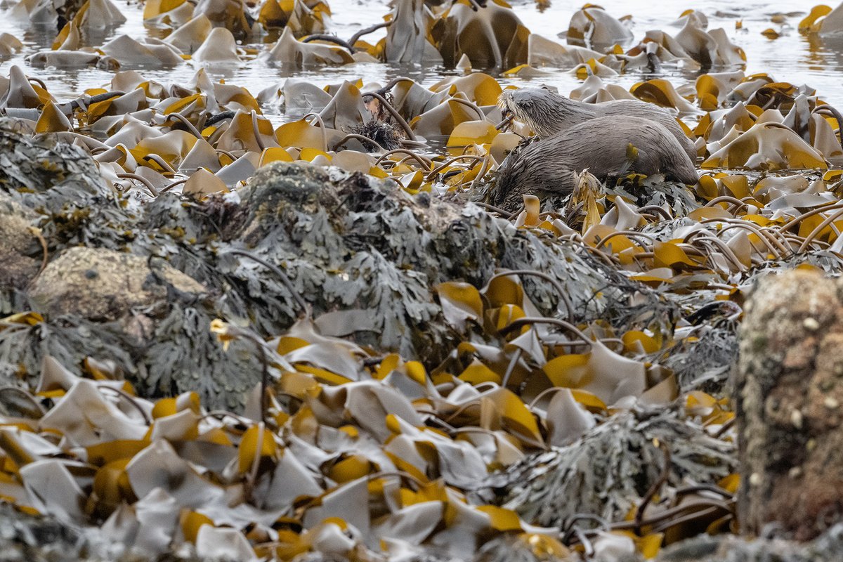 John Moncrieff tweet media