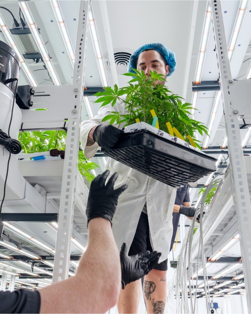 On to their next stage in life 🌿 

Featuring the ELEVATE platform system. Lightweight, durable, and built for efficiency! It's easy to set up, supports multiple users, and reduces worker fatigue—all while maximizing your grow space

📍 @endlesscultivation