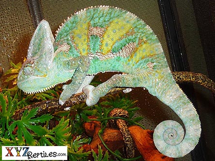 XYZReptiles tweet media