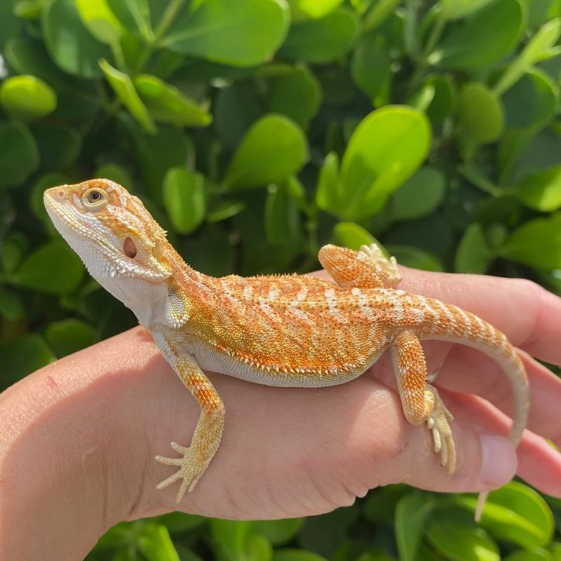 XYZReptiles tweet media