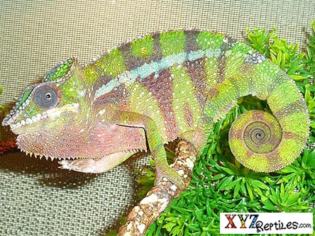 XYZReptiles tweet media