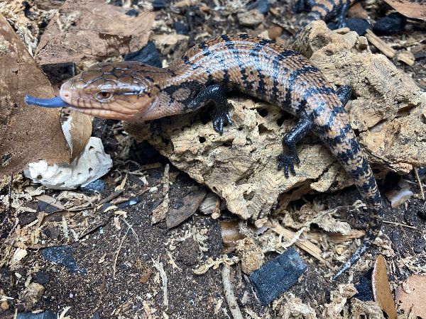 XYZReptiles tweet media