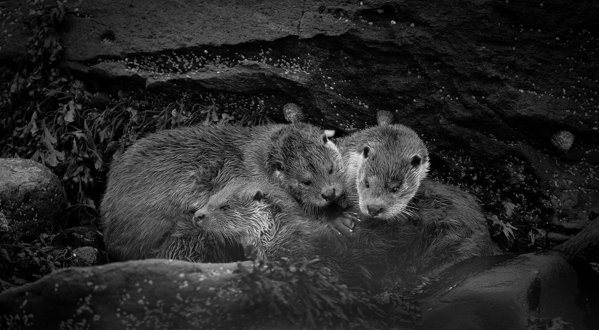 John Moncrieff tweet media