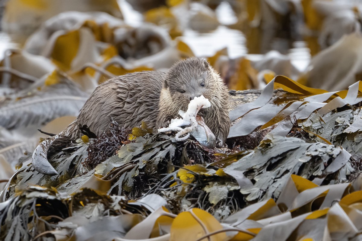 John Moncrieff tweet media