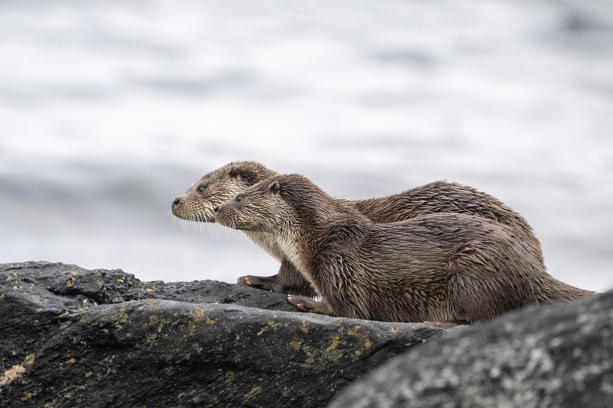 John Moncrieff tweet media