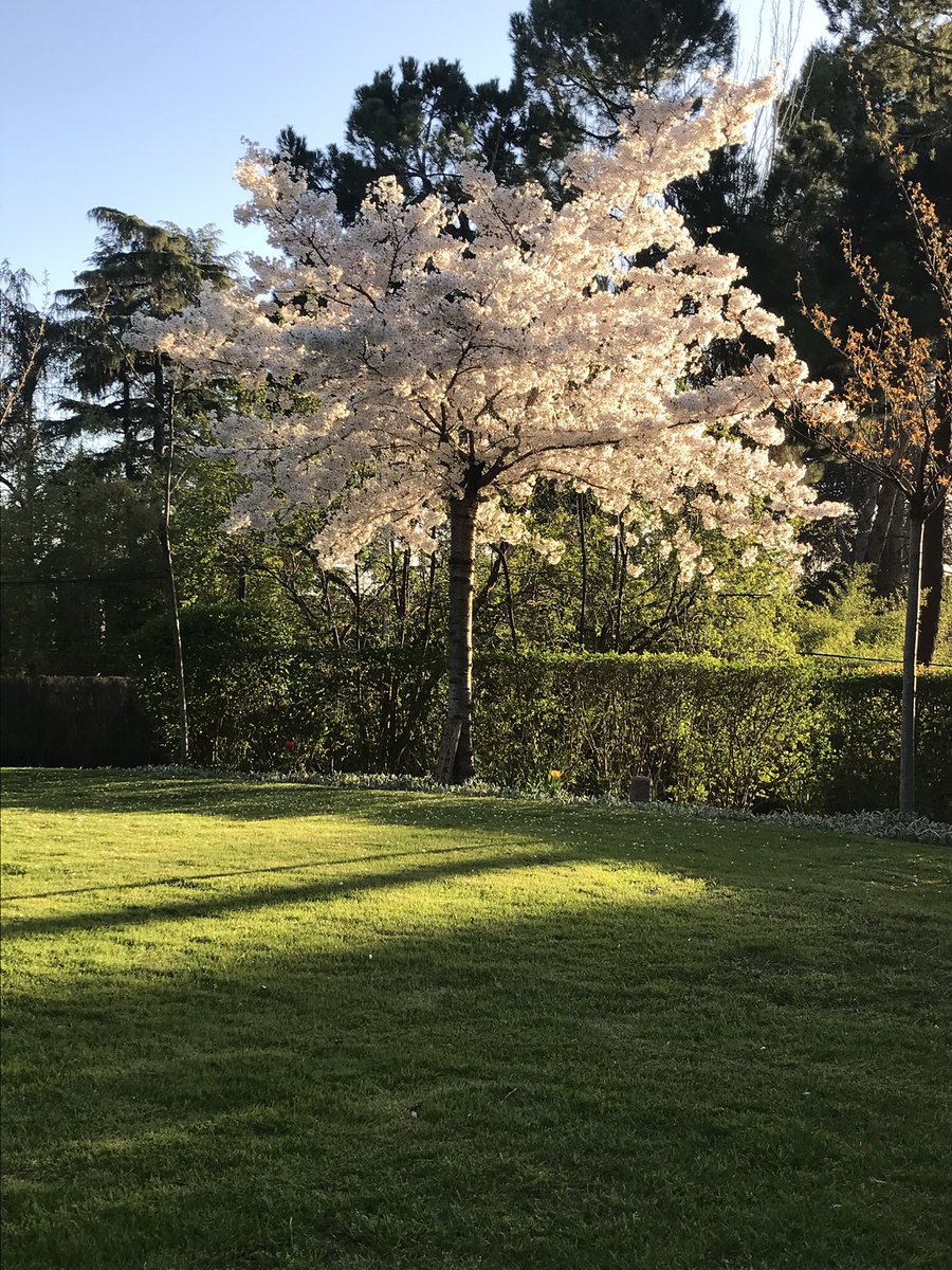 Embajador del Japón en España tweet media