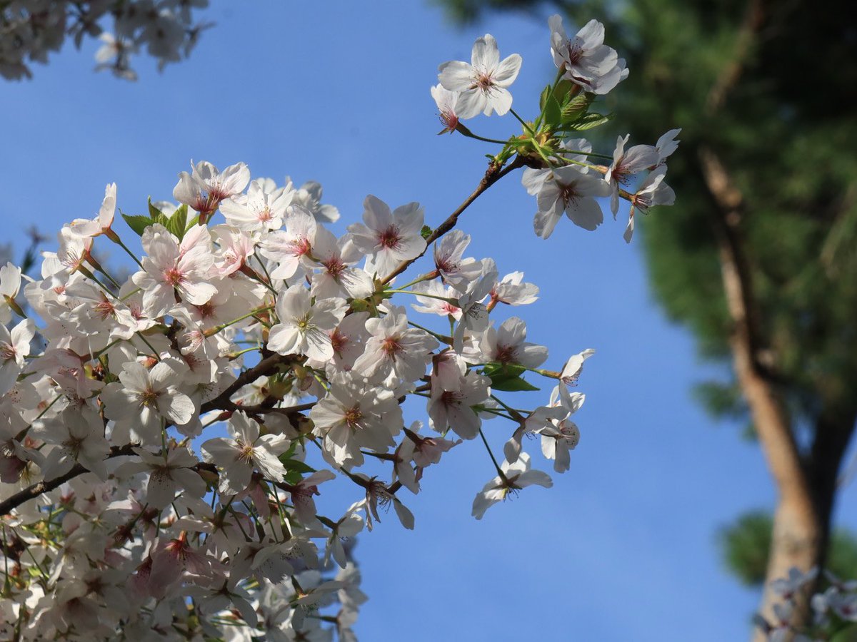Embajador del Japón en España tweet media
