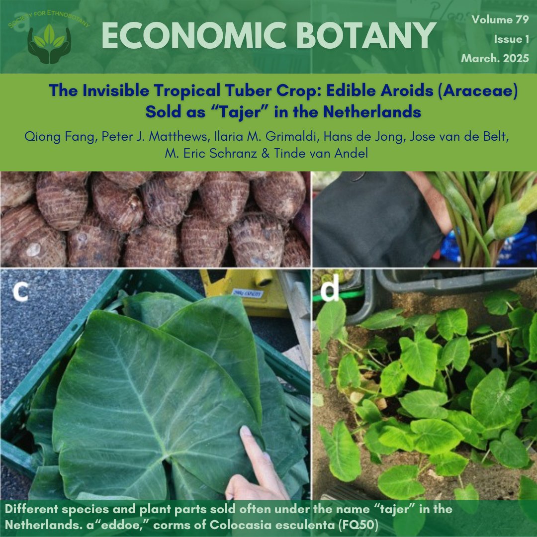 We're excited to share this new article, "The Invisible Tropical Tuber Crop: Edible Aroids (Araceae) Sold as "Tajer" in the Netherlands”

Don't miss this, or any of the articles in the newest Economic Botany issue. Visit ethnobotany.org to check it out!

#EconomicBotany