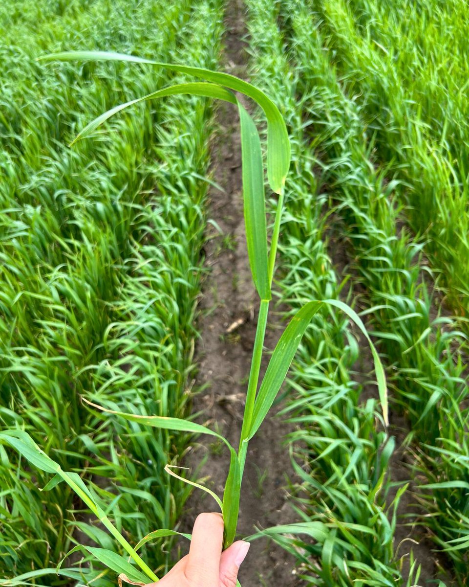 FPGenetics's tweet photo. CDC Anson is our new, high-yielding white milling oat with incredible standability thanks to its very short plant height. On top of traits you’ll love as a grower, CDC Anson has exactly what the market is looking for.
Shoutout to @_DSAG_ for the picture!
#Oats #CDCAnson https://t.co/mi0BmW5tRd