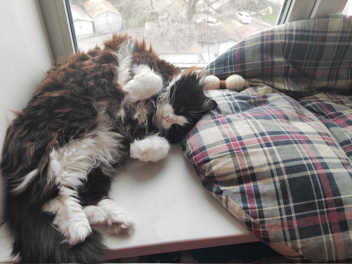 FireFortune's tweet image. Кошка-нонконформист