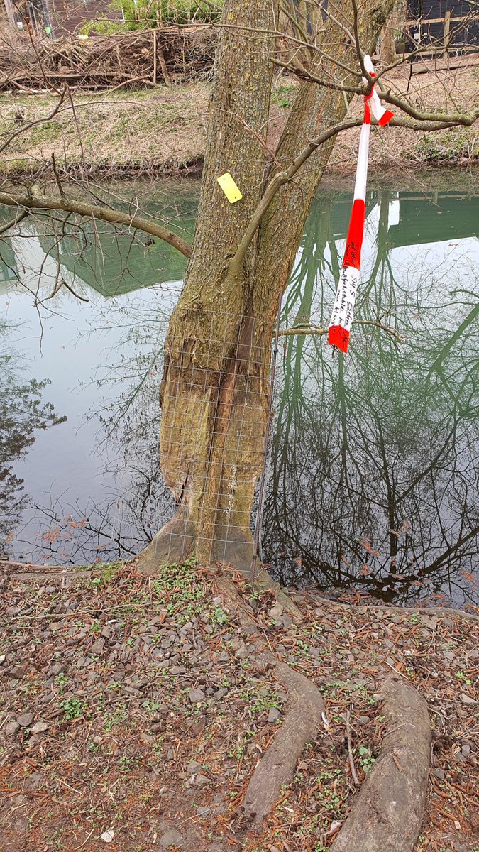Teilhabe_4_all's tweet photo. Wieder viel #Baumschnitt am #Wuhleufer. Noch leben hier #Eisvögel. Der UNB liegen Fotos u. Infos vor, von Eisvögeln in diesem Revier. Es ist allen bekannt, dass Eisvögel über das Wasser hängende Äste benötigen als Ansitzplätze, um Fische zu fangen. Die Umsetzung oft grenzwertig. https://t.co/7hxBia20Zk