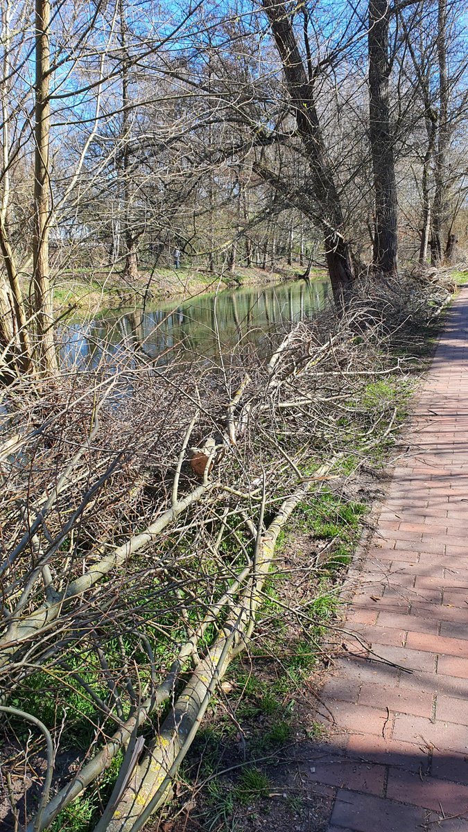 Teilhabe_4_all's tweet photo. Wieder viel #Baumschnitt am #Wuhleufer. Noch leben hier #Eisvögel. Der UNB liegen Fotos u. Infos vor, von Eisvögeln in diesem Revier. Es ist allen bekannt, dass Eisvögel über das Wasser hängende Äste benötigen als Ansitzplätze, um Fische zu fangen. Die Umsetzung oft grenzwertig. https://t.co/7hxBia20Zk