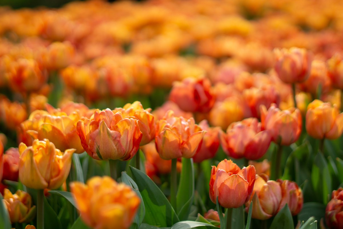 DorteHedengran's tweet photo. Beautiful tulips from Tivoli Copenhagen🌷
#Denmark #SonyAlpha #NaturePhotography #April9th #photooftheday #WednesdayVibes #WednesdayMood #Wednesday #Flowers #FlowerOfX #tulips
📸Dorte Hedengran https://t.co/8cUKNwIngC