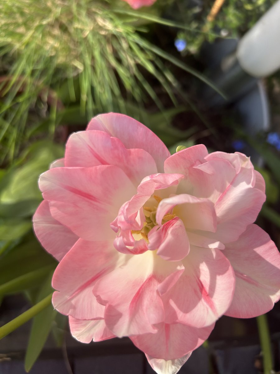 ⁦<a href="/MuireannRanta/">Muireann Ranta</a>⁩ another tulip beauty!