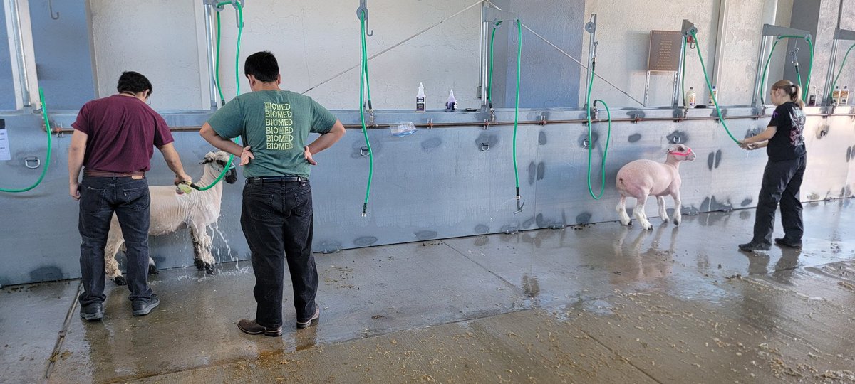 Campoverdeffa's tweet photo. Its Show Day! Getting the lamvs ready to show in their market classes. https://t.co/n7K9ePs5wC