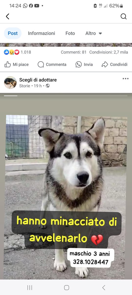 GabriellaBargh1's tweet photo. IL VIGLIACCO LO HA ABBANDONATO 
IN UN POSTO DOVE NN AMANO I
CANI. ICE È IN PERICOLO FORZA 
TANTI RPRPRP X UN POSTO SICURO
CIOÈ UNA CASA XKE È IL POSTO PIÙ 
SICURO AL MONDO. GRAZIE
INFO 328 1028447
🙏🙏🙏😭🐾🌺🍀😟💔💔💔🐞 https://t.co/MUh9fl1kG0