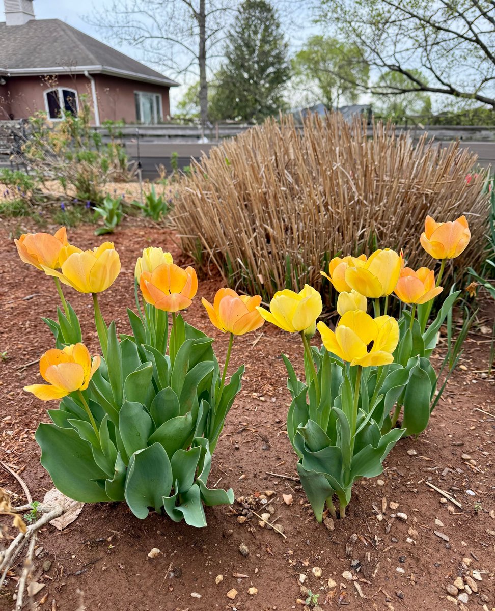 Castleton Festival tweet media